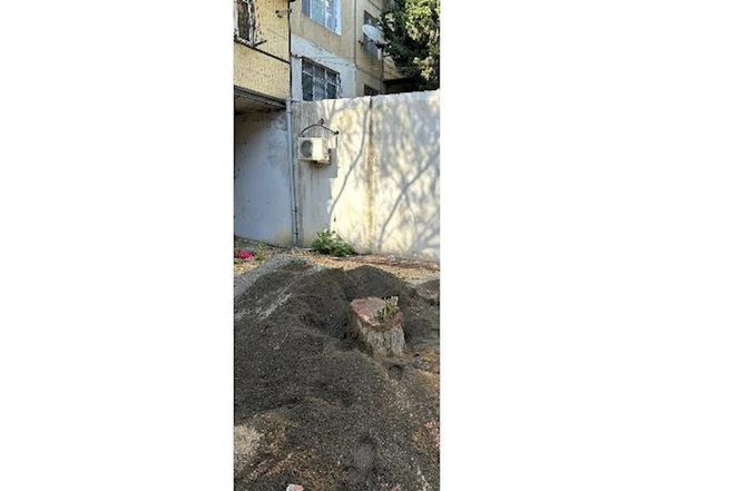 Bakının bu ərazisində tikinti şirkəti ağacları kəsdi — FOTO