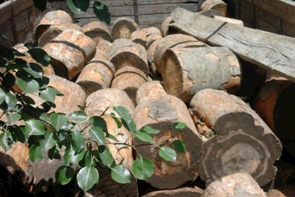 Taxta emalı sexində qanunsuz yolla əldə edilmiş meşə materialı müəyyən edildi