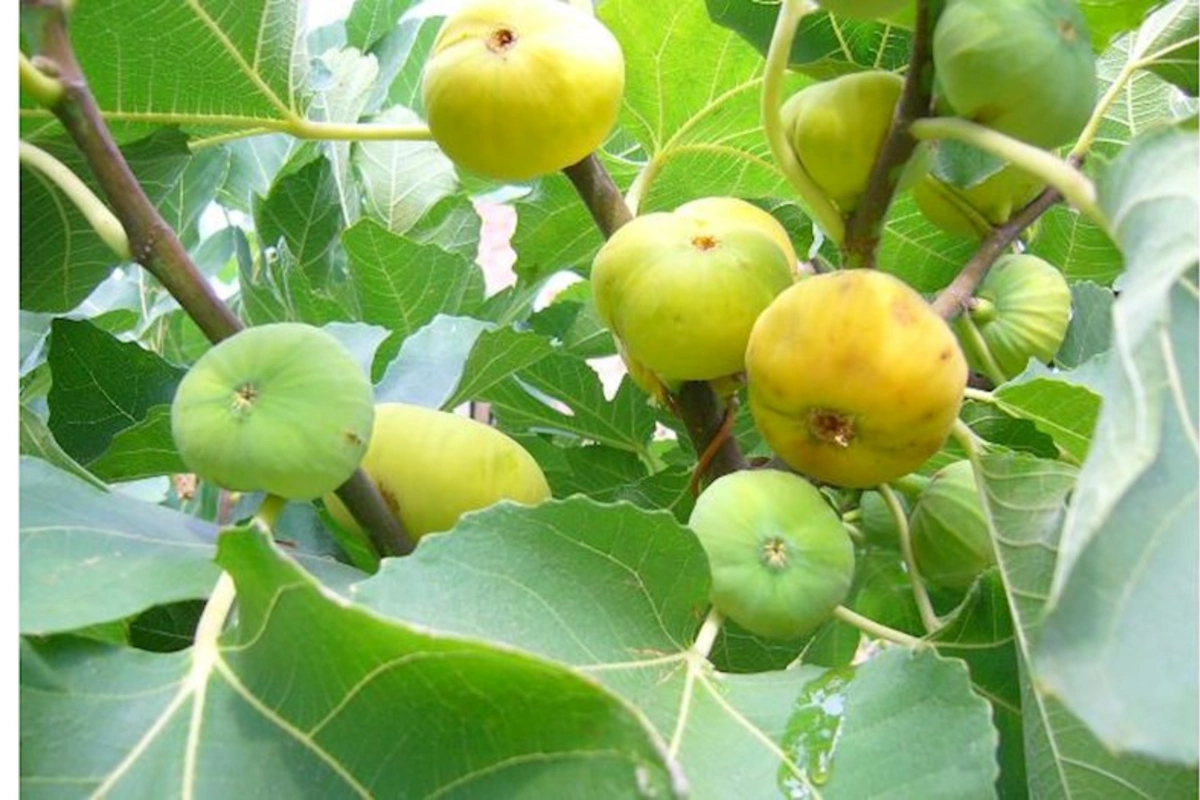 Bu qida mədənin dostudur