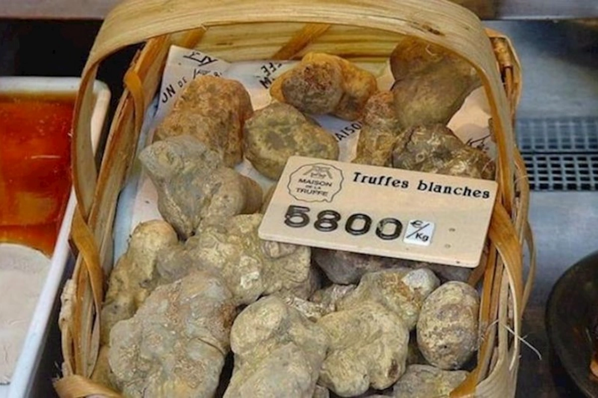 Qızıl qiymətinə olan dombalan göbələyinin faydaları — Bizdə də yetişir
