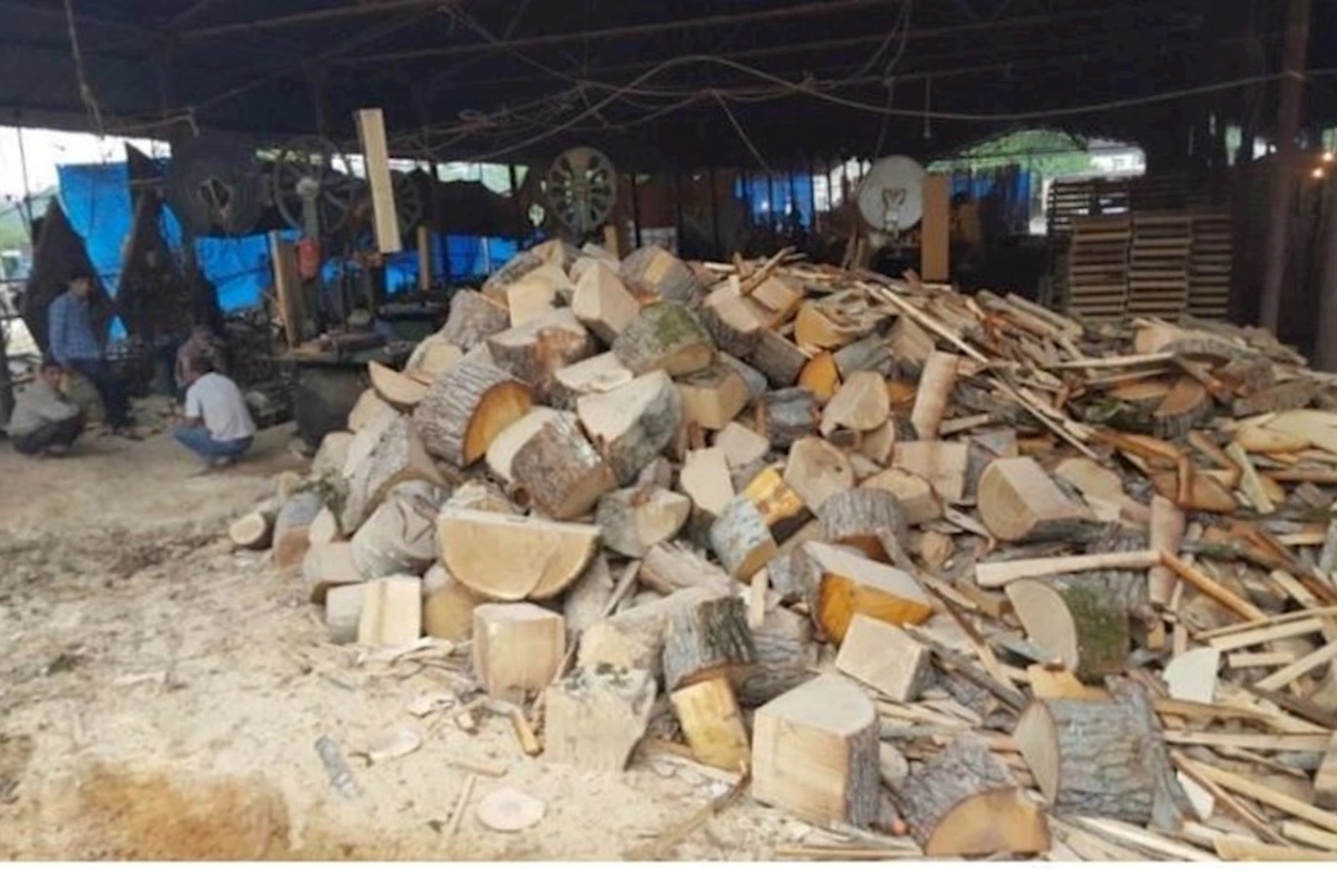 Göyçayda qanunsuz yolla əldə edilmiş işlik meşə materialı müəyyən edilib