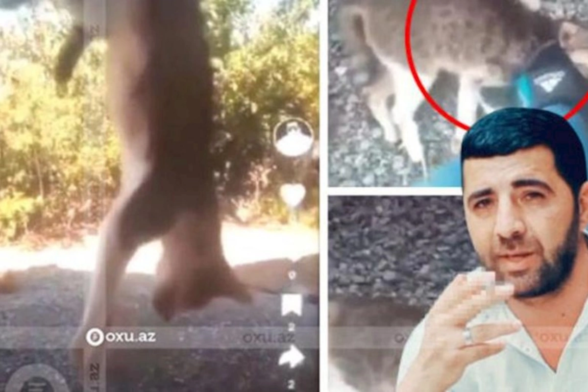 O adam heyvana etdiyini körpə uşağa, çarəsiz insana da edər” — HƏYƏCAN TƏBİLİ