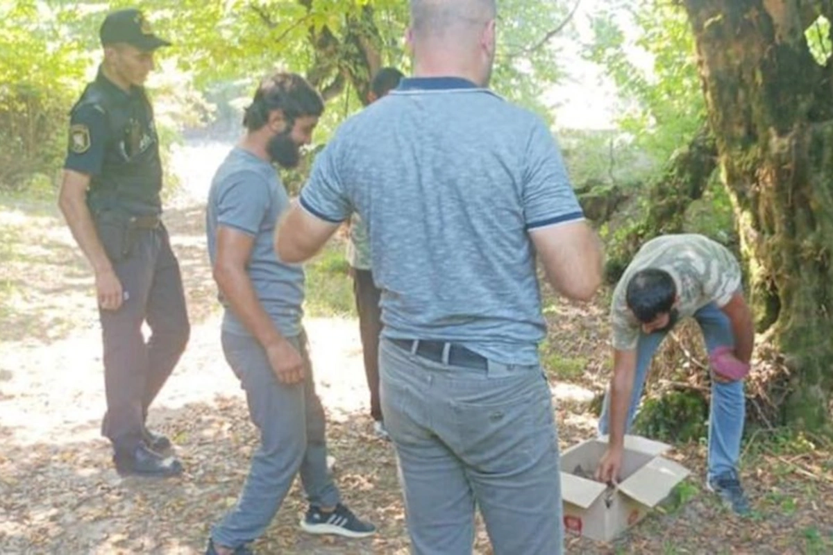 Zaqatalada kirpi ovlayanlar saxlanıldı