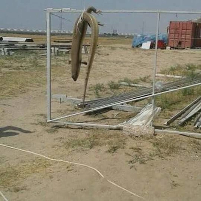Bakıda tapılan nəhəng kərtənkələ öldürüldü — FOTO Bakıda tapılan nəhəng kərtənkələ öldürüldü — FOTO