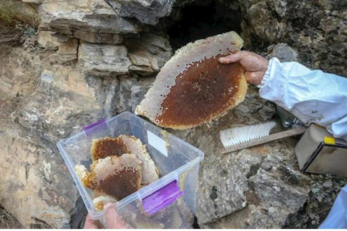 Şahbuz sakini dağdan bal yığarkən öldü