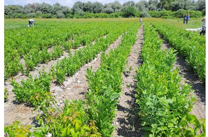 203 hektar meşə fondu ərazisi əkin üçün hazır vəziyyətə gətirilib 203 hektar meşə fondu ərazisi əkin üçün hazır vəziyyətə gətirilib