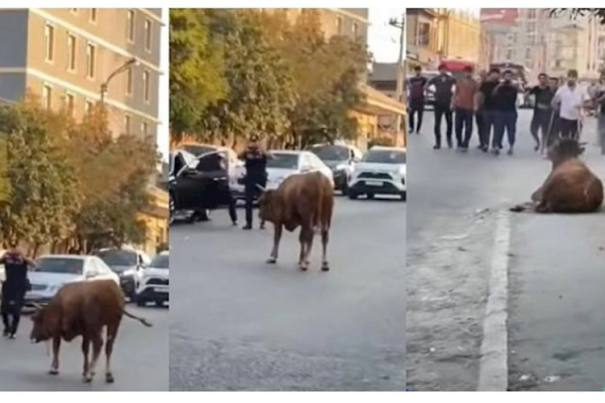 Polisin dananı güllələmə anı — VİDEO