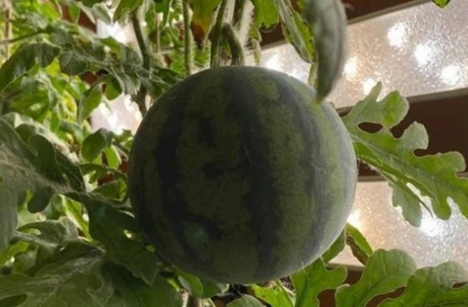 Alimlər Antraktidada qarpız yetişdirdilər — FOTO