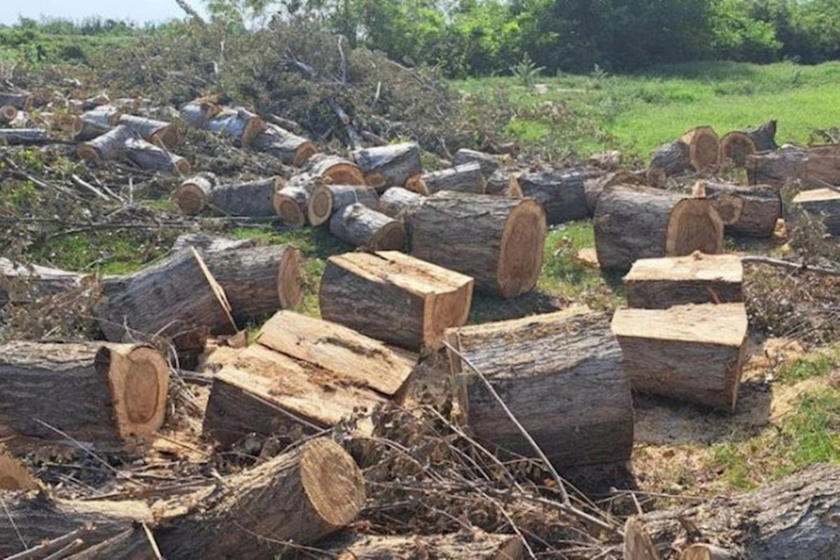 Zərdabda ağacları kəsən şəxslər saxlanıldı
