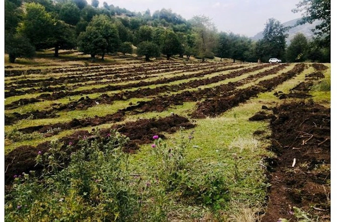 277 hektar meşə fondu ərazisi əkin mövsümü üçün hazır vəziyyətə gətirilib — FOTO
