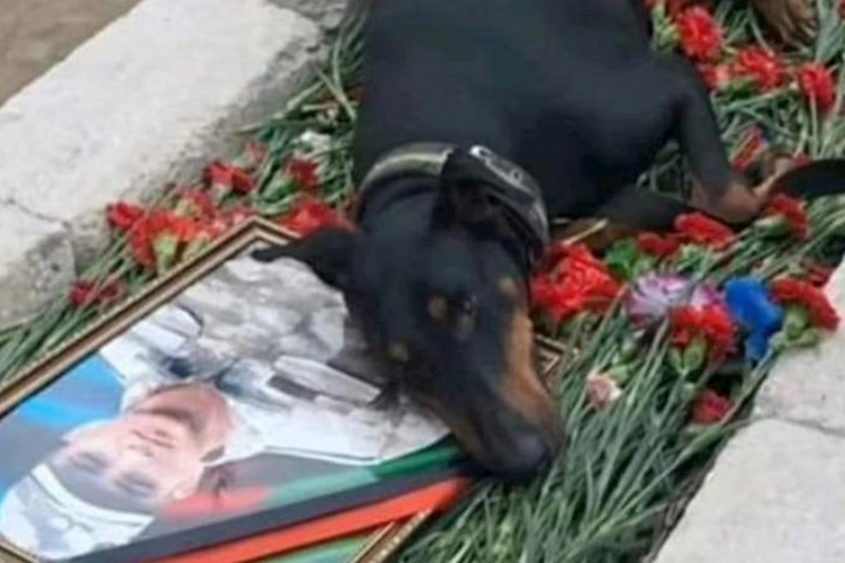 “Ramil yuxuda dedi ki, iti gətir, onunla sağollaşmalıyam” — VİDEO