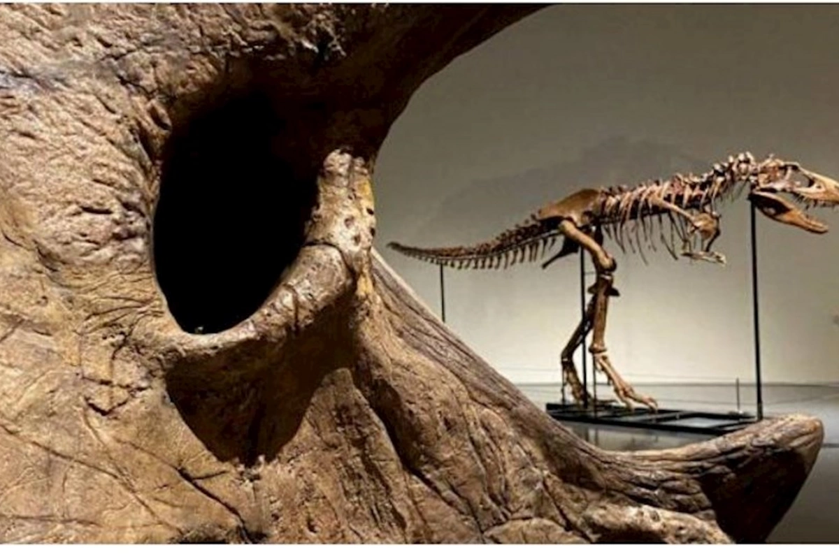 150 milyon illik dinozavr skeleti hərraca çıxarılacaq