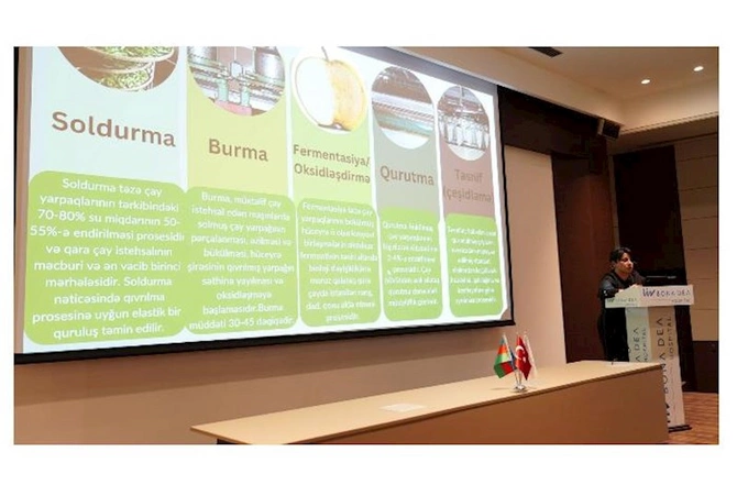 “Sun Tea” çay fabrikinin direktoru həkimlərə çayın faydalarından danışıb — FOTOLAR