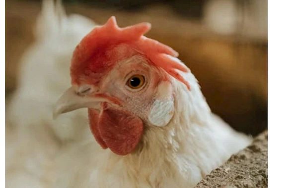 Azərbaycanda quş əti və yumurta istehsalı kəskin artıb
