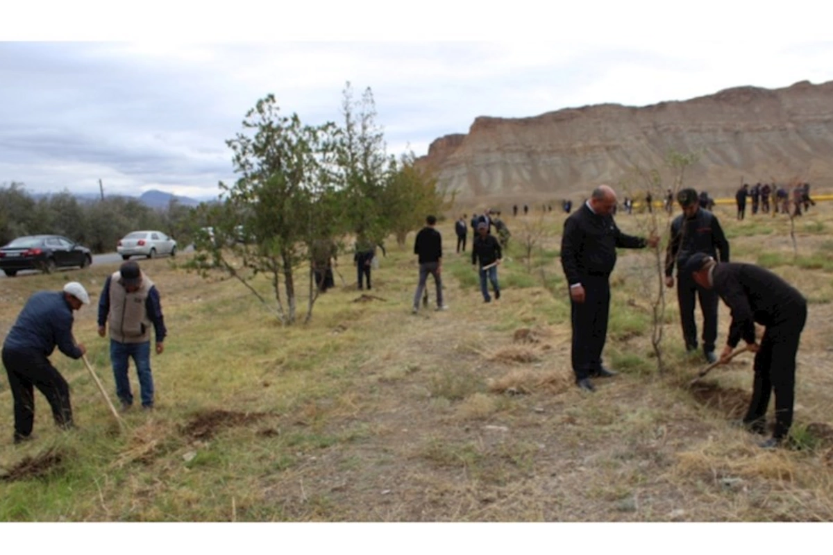 Ordubad rayonunda genişmiqyaslı ağacəkmə aksiyasına start verilib — FOTOLAR