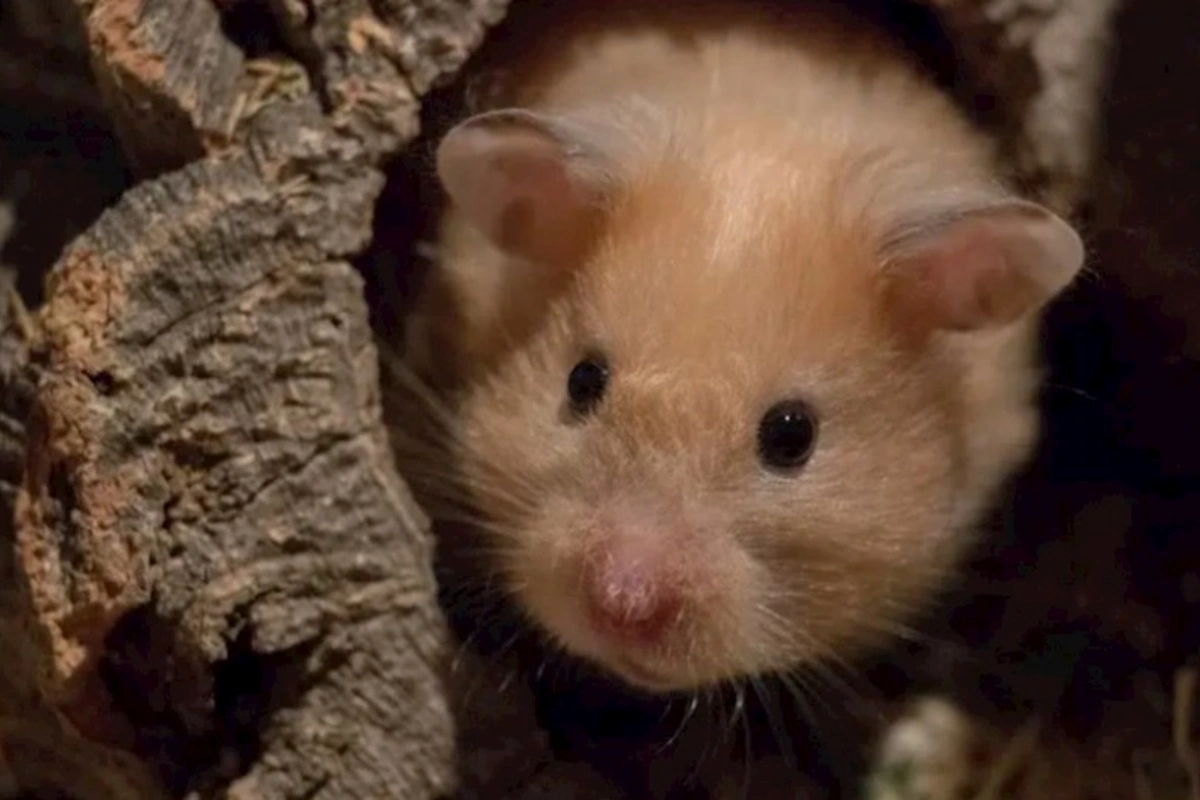 Hamsterin dişlədiyi qadın uşaqlarının gözü önündə öldü
