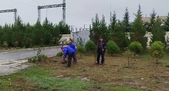“Azərişıq” ASC-dən genişmiqyaslı ağacəkmə aksiyası — FOTOLAR