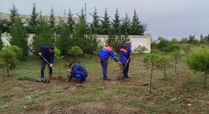 “Azərişıq” ASC-dən genişmiqyaslı ağacəkmə aksiyası — FOTOLAR