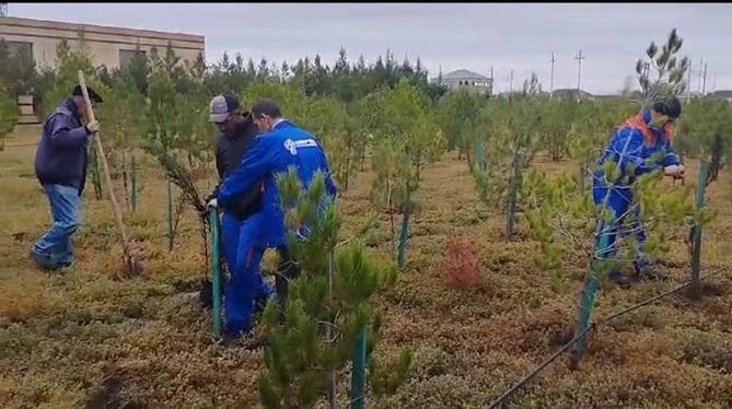 “Azərişıq” ASC-dən genişmiqyaslı ağacəkmə aksiyası — FOTOLAR