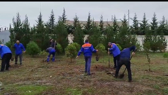 “Azərişıq” ASC-dən genişmiqyaslı ağacəkmə aksiyası — FOTOLAR