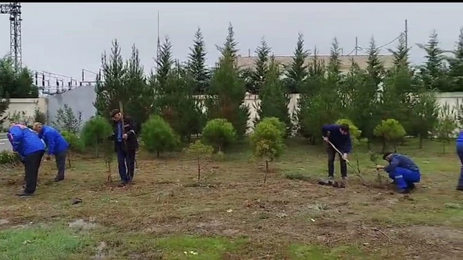 “Azərişıq” ASC-dən genişmiqyaslı ağacəkmə aksiyası — FOTOLAR