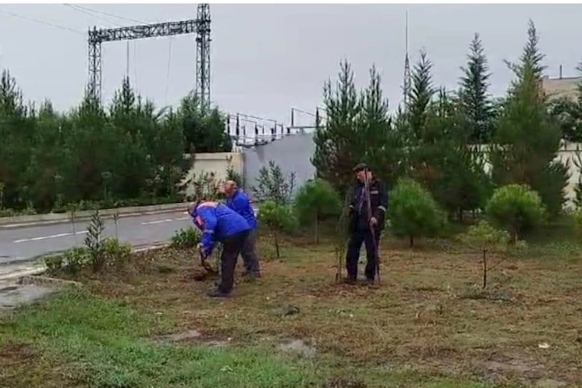 “Azərişıq” ASC-dən genişmiqyaslı ağacəkmə aksiyası — FOTOLAR