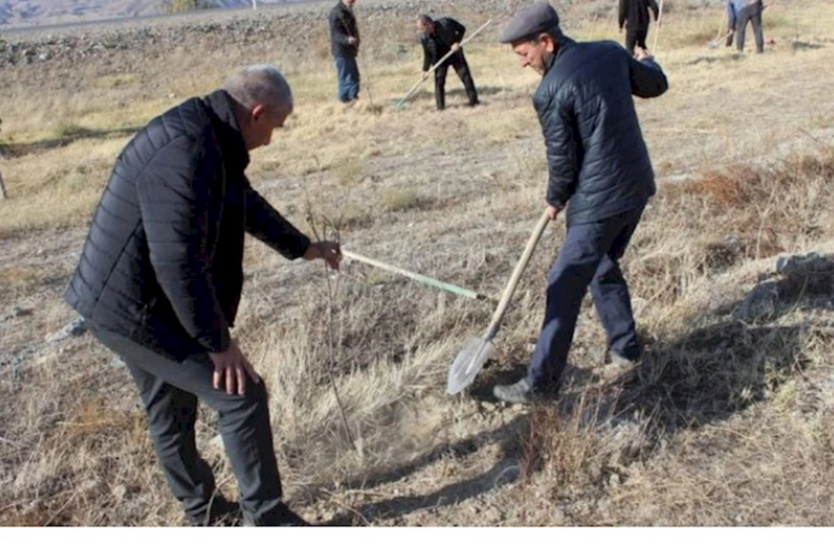 COP29 ərəfəsində Ordubadda növbəti yaşıllaşdırma tədbirləri həyata keçirildi