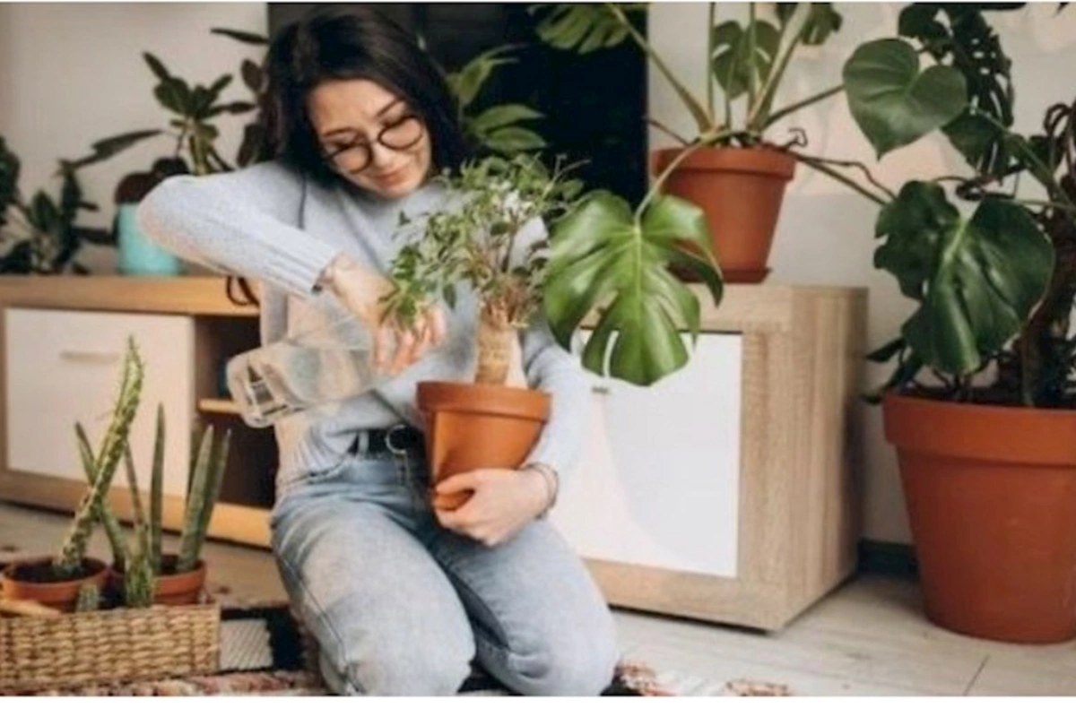 Evinizdə müsbət enerji yaradacaq güllər — SİYAHI