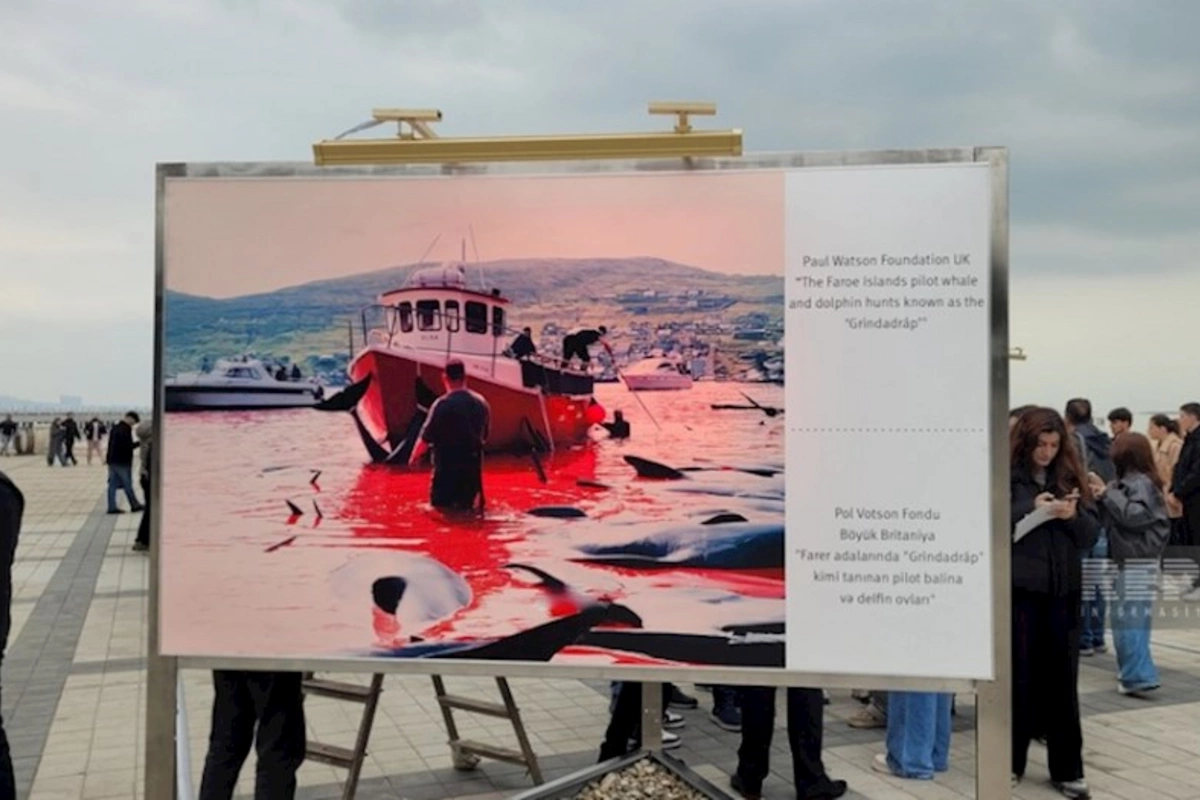 Bakıda sualtı dünyaya və dünya sularında yaşayan canlıların əhəmiyyətinə həsr oluna sərgi keçirilir