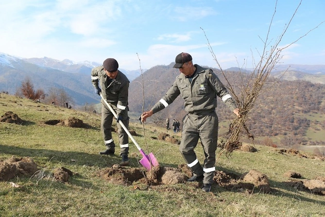 Tətil və bayram günlərində meşə fondu torpaqlarında 195 min ağac əkilib — FOTOLAR Tətil və bayram günlərində meşə fondu torpaqlarında 195 min ağac əkilib — FOTOLAR