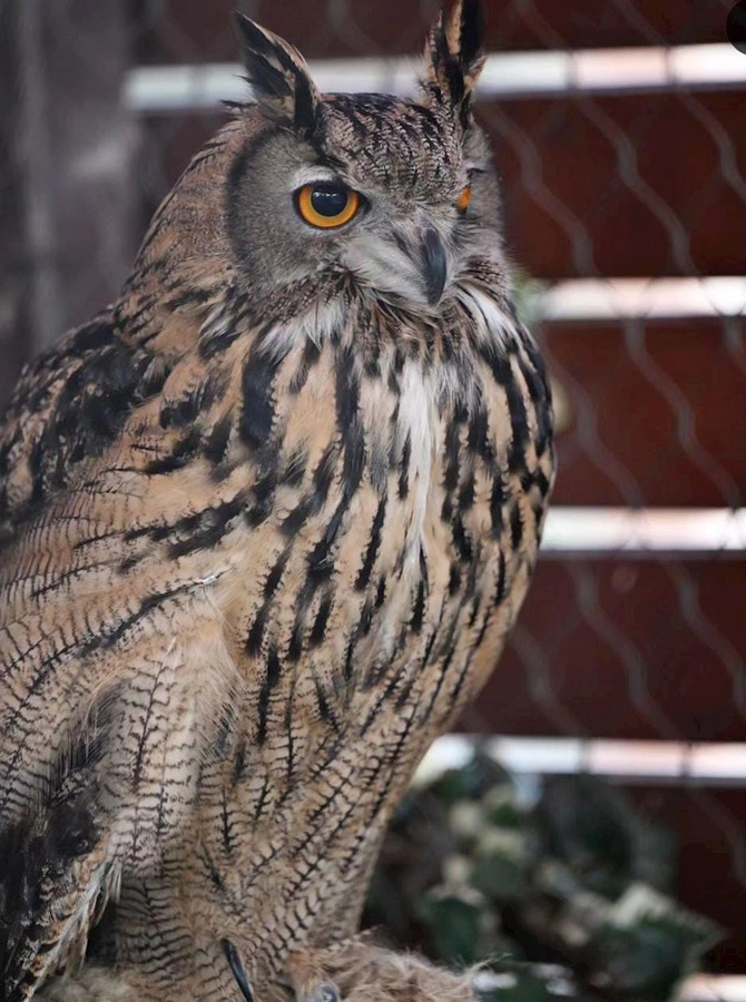 Leyla Əliyeva Bakı zooparkından paylaşım etdi — FOTOLAR