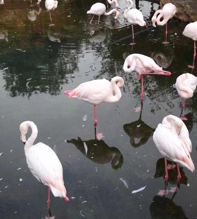 Leyla Əliyeva Bakı zooparkından paylaşım etdi — FOTOLAR