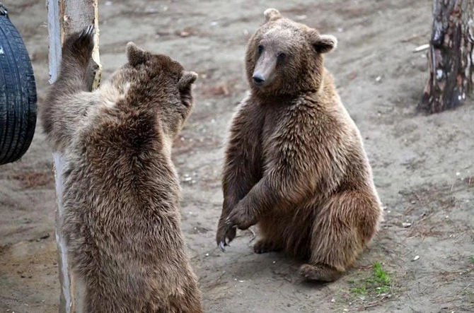 Leyla Əliyeva Bakı zooparkından paylaşım etdi — FOTOLAR