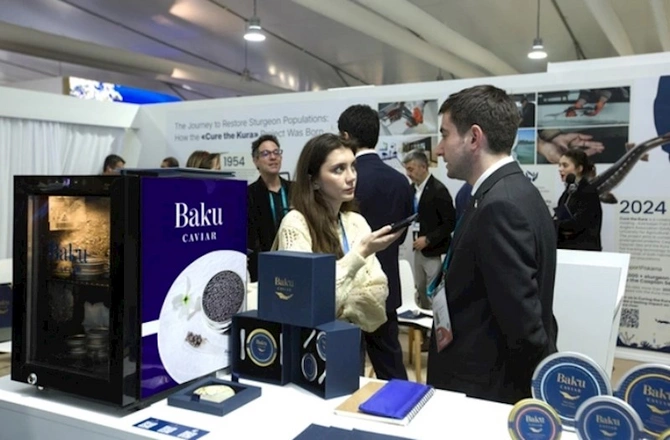 COP29 çərçivəsində nərə körpələri Kür çayına buraxılıb — FOTOLAR