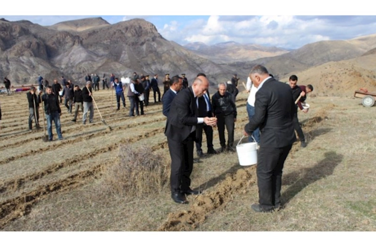 COP29 çərçivəsində Ordubadın Tivi kəndində meşəcinsli ağacların toxumlarının əkini aparılıb — FOTOLAR
