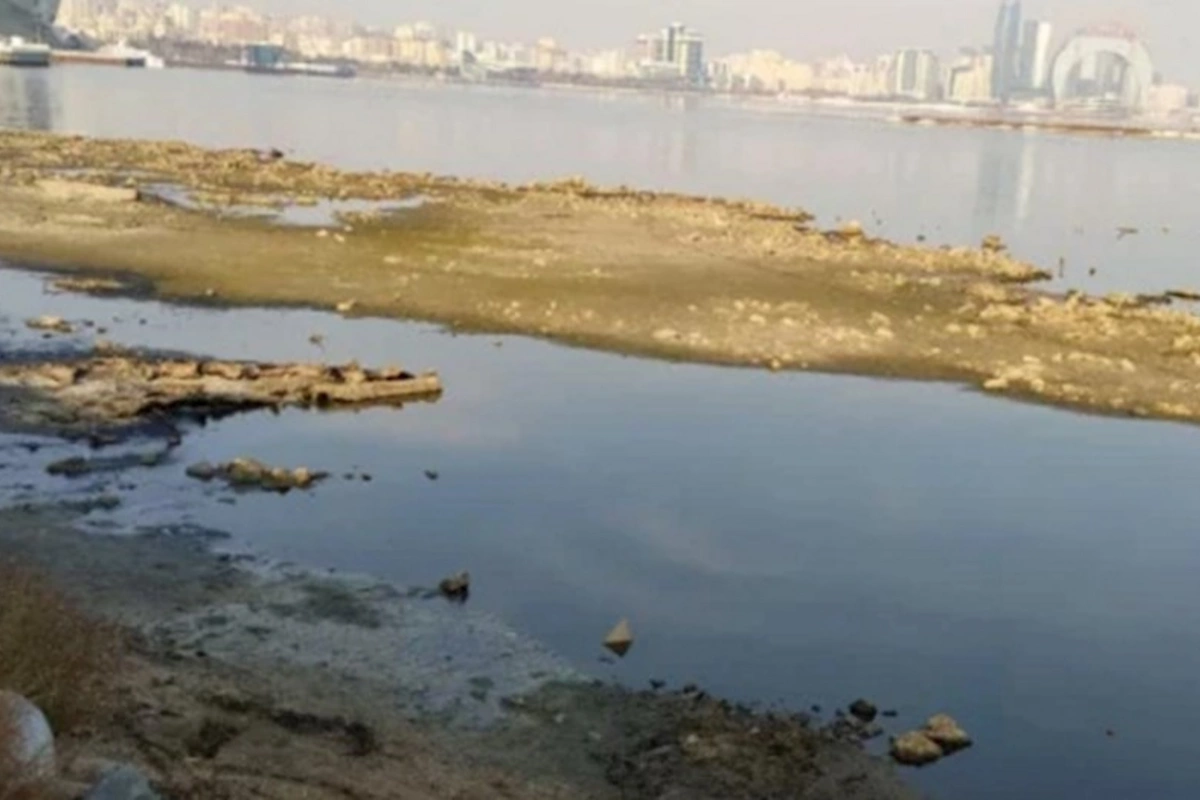 Xəzərdə suyun azalması balıq ehtiyatına ciddi təsir edir — VİDEO