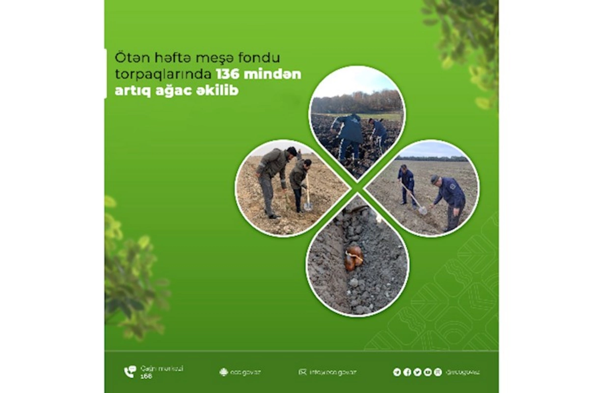 Ötən həftə meşə fondu torpaqlarında 136 mindən artıq ağac əkilib