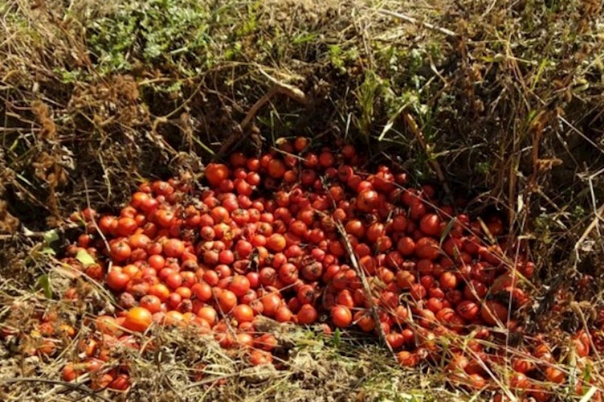 Biləsuvarda pomidorlar sahələrdə çürüdü