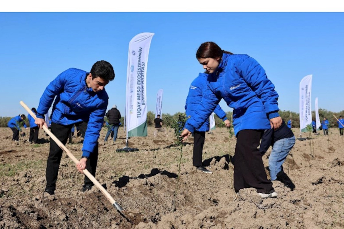 Hacıqabulda Tuqay meşəsinin bərpası aksiyası keçirilib — FOTOLAR