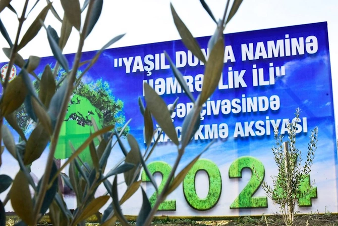Masallıda ağacəkmə aksiyası keçirildi — FOTOLAR (VİDEO)