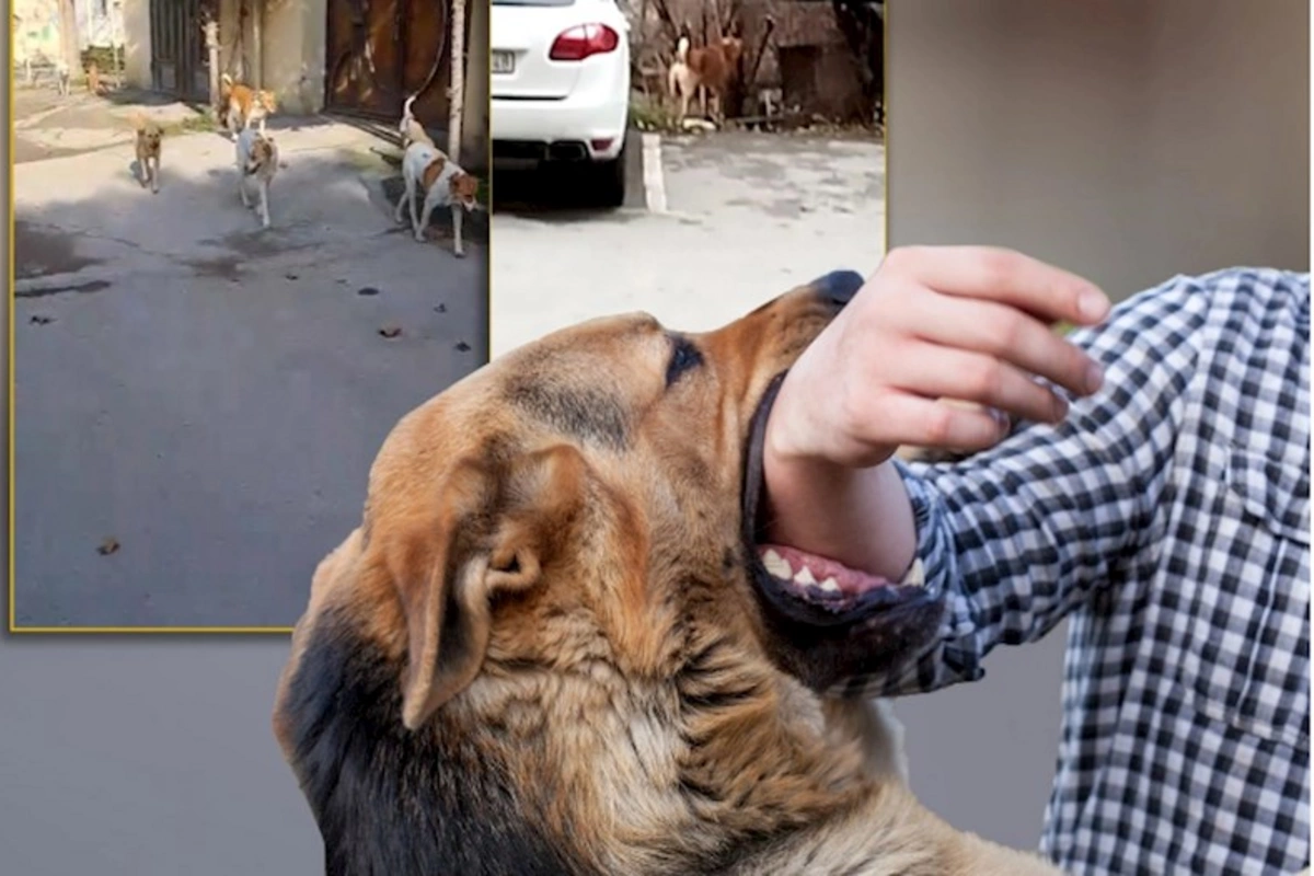 Bakının sahibsiz itlərlə bağlı problemini kim həll edəcək? — VİDEO