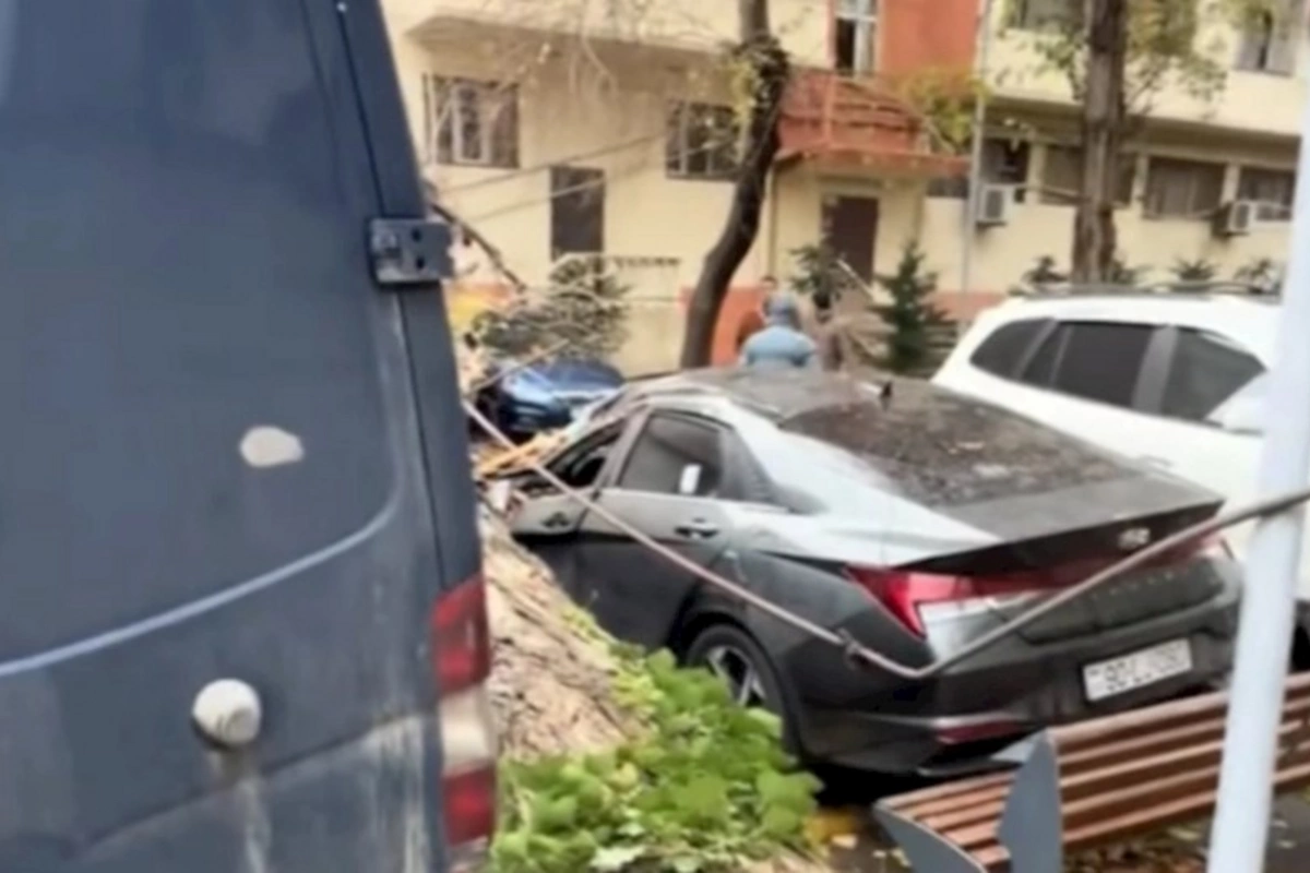 Bakıda güclü külək ağacı avtomobilin üzərinə aşırdı
