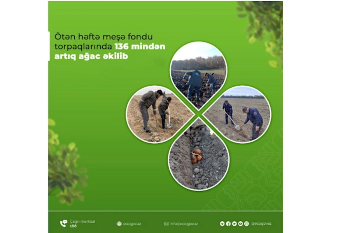 Ötən həftə meşə fondu torpaqlarında 136 mindən artıq ağac əkilib