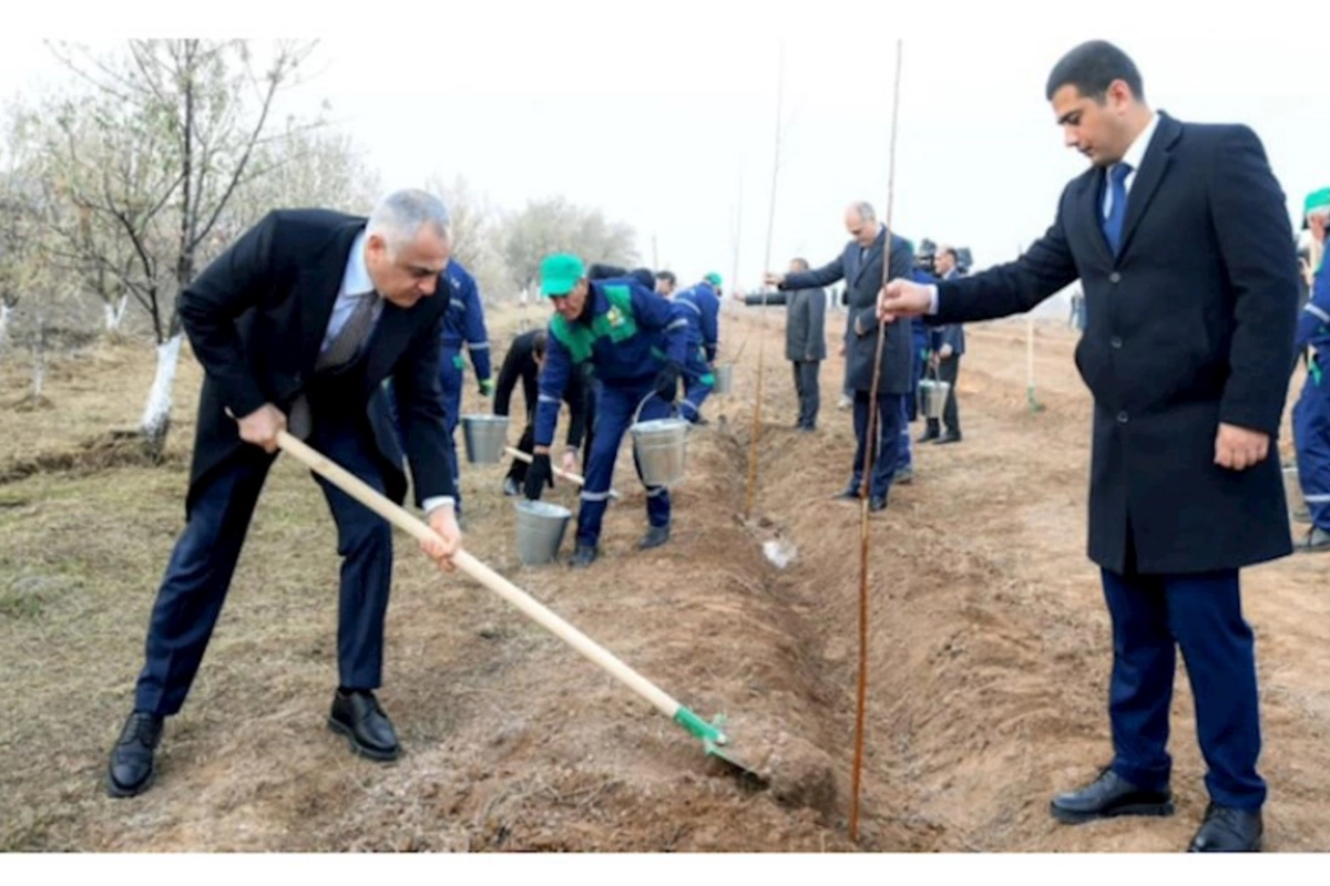 Naxçıvanda Ümummilli Lider Heydər Əliyevin xatirəsinə ağacəkmə aksiyası keçirilib — FOTOLAR