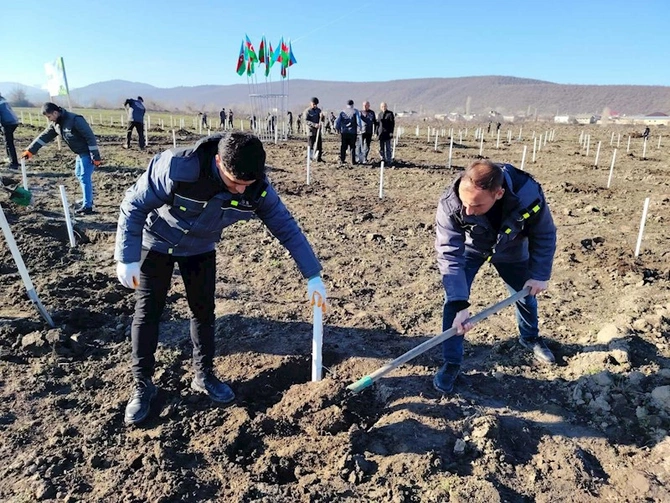 Bu gün meşə fondu torpaqlarında 35 mindən çox ağac əkildi — FOTOLAR Bu gün meşə fondu torpaqlarında 35 mindən çox ağac əkildi — FOTOLAR