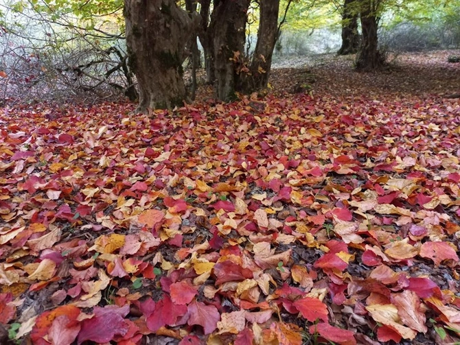 Yaşıl dünya naminə həmrəylik ilində ən çox ziyarət olunan milli parklar — FOTOLAR Yaşıl dünya naminə həmrəylik ilində ən çox ziyarət olunan milli parklar — FOTOLAR