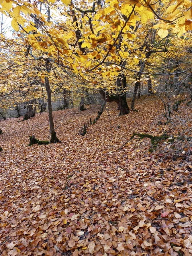 Yaşıl dünya naminə həmrəylik ilində ən çox ziyarət olunan milli parklar — FOTOLAR Yaşıl dünya naminə həmrəylik ilində ən çox ziyarət olunan milli parklar — FOTOLAR