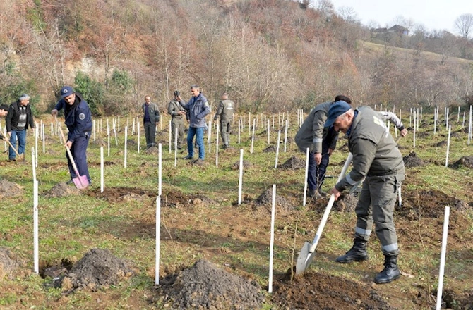 Bir gündə 21 mindən artıq ağac əkilib — FOTOLAR Bir gündə 21 mindən artıq ağac əkilib — FOTOLAR