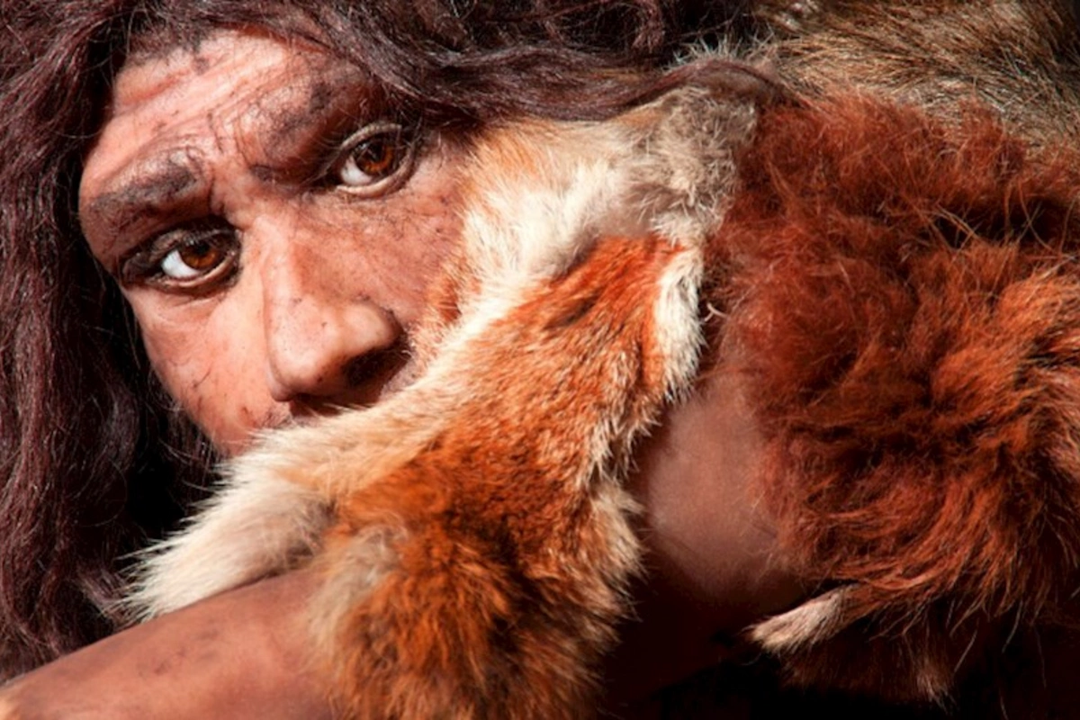 Neandertallar və müasir insanlar müxtəlif növlərə aiddirlər