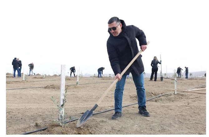 Müşfiqabadda növbəti ağacəkmə aksiyası — FOTOLAR
